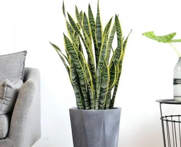 室内适合养什么植物盆栽净化空气（好养的室内绿植有哪些图片）