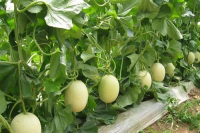 香瓜的六种吃法（香瓜的食用方法）