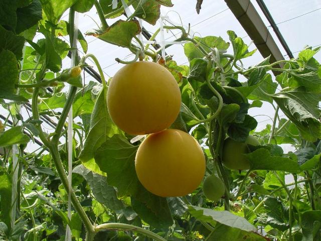 香瓜的六种吃法（香瓜的食用方法）(3)