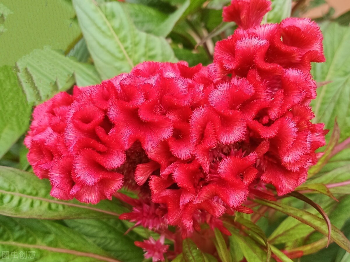 鸡冠花的意思是什么(农村常见的庭院守护花)