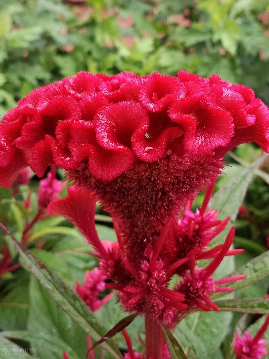 鸡冠花的意思是什么(农村常见的庭院守护花)