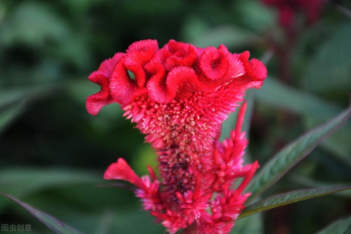 鸡冠花的意思是什么(农村常见的庭院守护花)