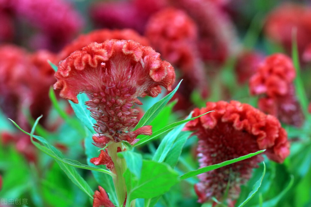 鸡冠花的意思是什么(农村常见的庭院守护花)