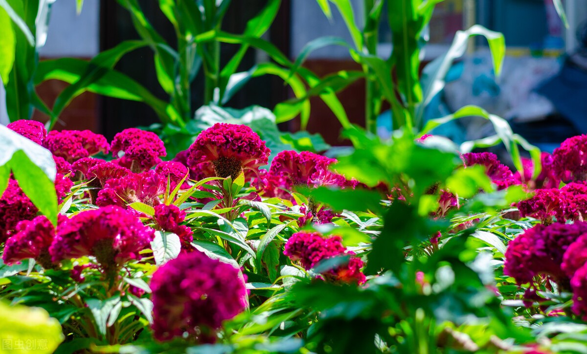 鸡冠花的意思是什么(农村常见的庭院守护花)