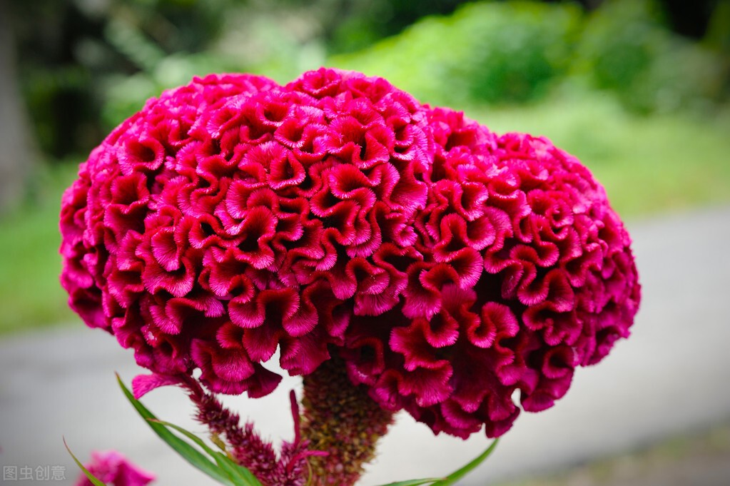 鸡冠花的意思是什么(农村常见的庭院守护花)