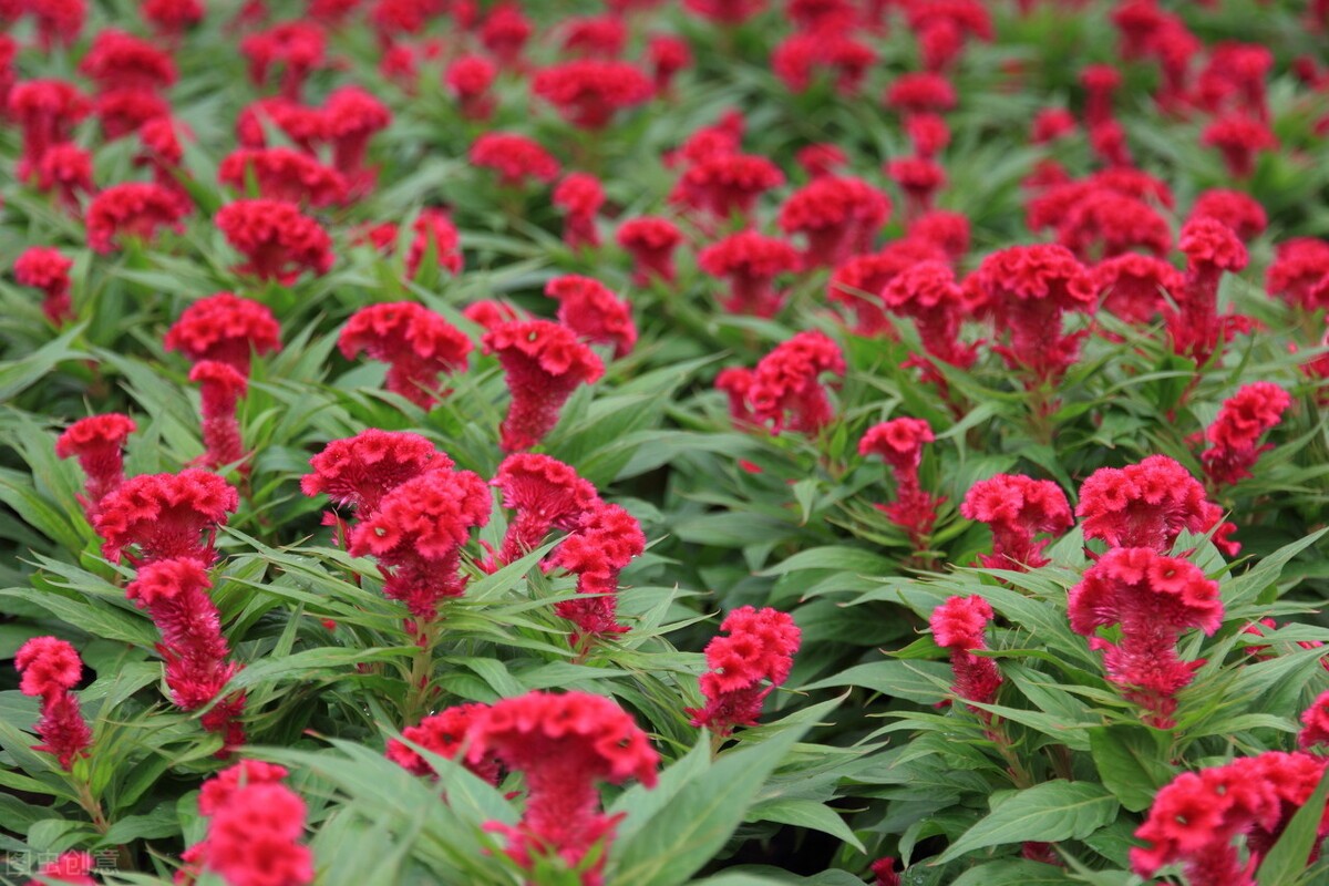 鸡冠花的意思是什么(农村常见的庭院守护花)