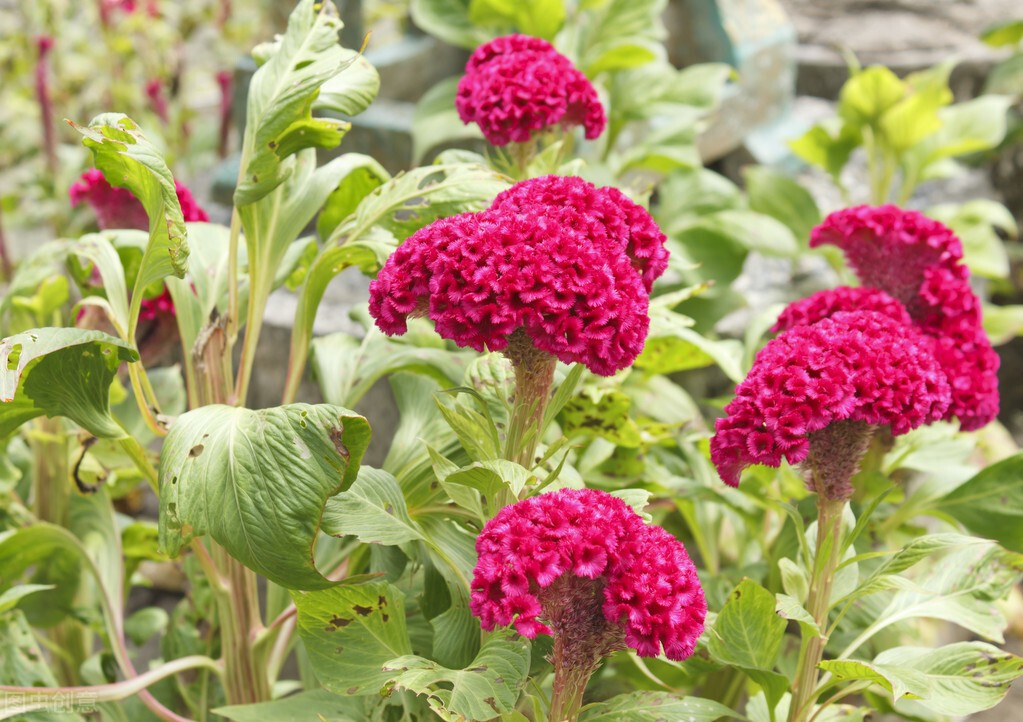 鸡冠花的意思是什么(农村常见的庭院守护花)