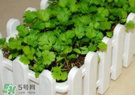 春天能种香菜吗？香菜几月份播种？