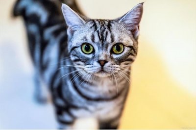 ​懂养猫的人都知道，其实养“美短猫”要比养其它猫好