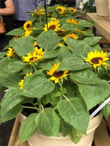 ​向日葵鲜花如何水养