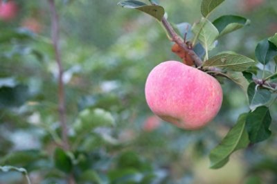 ​力推“红富士”！掀起风暴的果香之旅