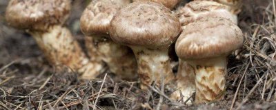 ​松茸清洗保存方法 清洗后的松茸如何保存