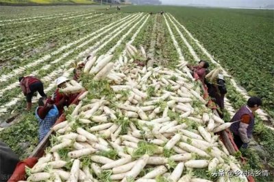 ​想要一亩赚2万？快来看看这些超级赚钱的种植项目！