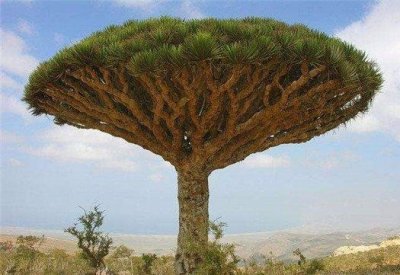 ​「科普小知识」铁桦树：只在中国才能看到的奇观