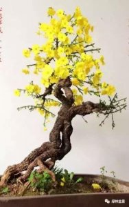 ​迎春接福春意好, 一组迎春花盆景欣赏