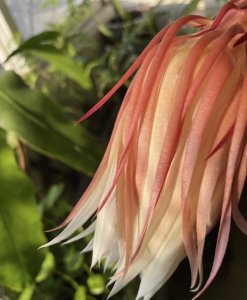 ​昙花的功效与作用（昙花的药用价值）