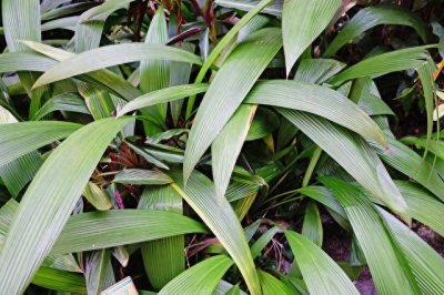 ​藏在大山里的宝贝：老人称其为“壮阳草”的仙茅